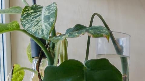 Existe una gran variedad de plantas de interior.