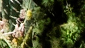 El vehículo Genesis GV80 SUV en el que Tiger Woods sufrió el accidente.