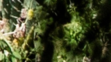 El vehículo Genesis GV80 SUV en el que Tiger Woods sufrió el accidente.