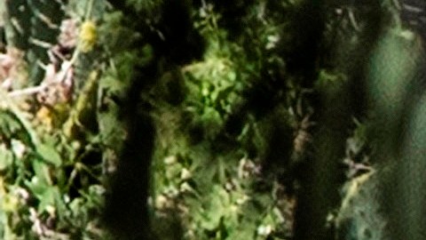 El vehículo Genesis GV80 SUV en el que Tiger Woods sufrió el accidente.