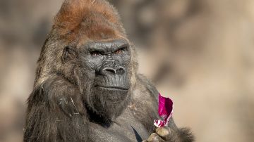Gorilas del zoológico Safari Park de San Diego fueron posiblemente contagiados de coronavirus tras contacto humano de uno de sus cuidadores.