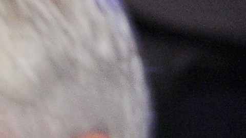 Lady Gaga ha recuperado a sus dos perros robados en Hollywood.