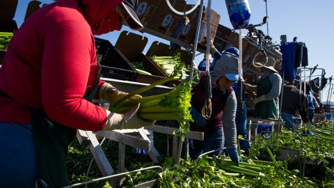 Entre las latinas, las trabajadoras del campo son las más afectadas por ataques xenófobos. (Getty Images)