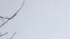 Un hombre revisa su celular en un resort de snowboarding de California.