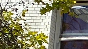 El grupo "Asians With Attitudes" protege el Chinatown de Oakland.