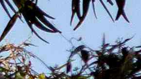 Algunos árboles cayeron sobre vehículos estacionados. (Archivo)