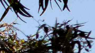 Algunos árboles cayeron sobre vehículos estacionados. (Archivo)