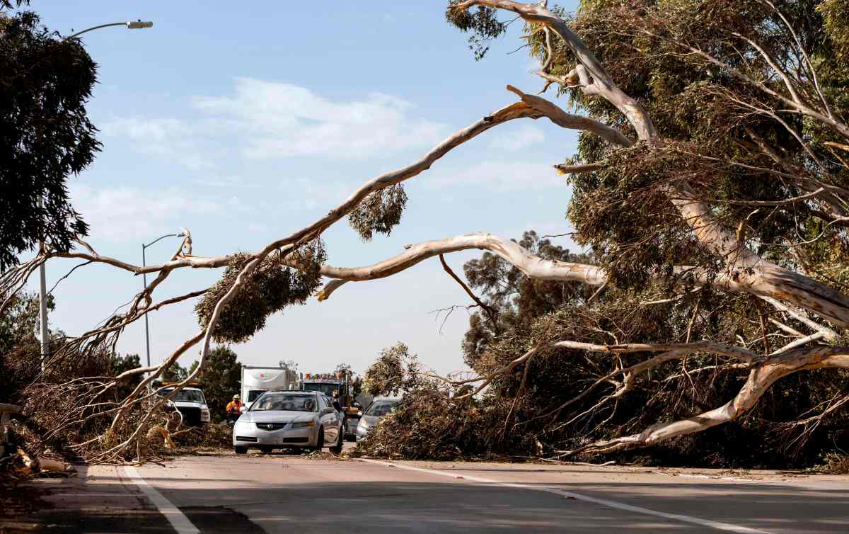 Nws Advierte Que Continuarán Fuertes Ráfagas De Viento Que Derribaron árboles En El Sur De 8937