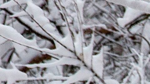 Tormenta de nieve en Estados Unidos pone en alerta a la población de más de 40 estados.