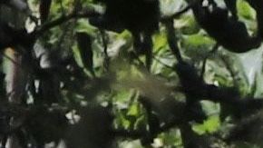 Ninguno de los ocupantes de la aeronave sobrevivió.