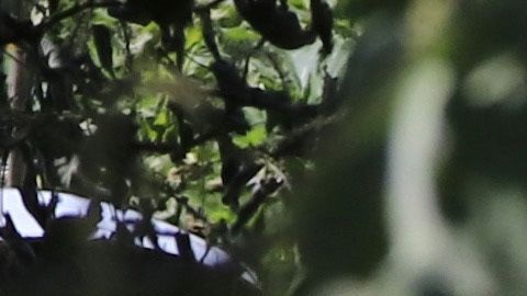 Ninguno de los ocupantes de la aeronave sobrevivió.