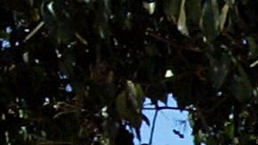 La conductora de 21 años fue arrestada por la Policía de Santa Mónica.