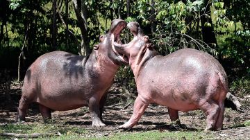 Hippos are seen at the Hacienda Napoles theme park, once the private zoo of drug kingpin Pablo Escobar at his Napoles ranch, in Doradal, Antioquia department, Colombia on September  12, 2020. - Escobar bought four hippos from a zoo in California and flew them to his ranch in the early 1980s. Left to themselves on his Napoles Estate, they bred to become supposedly the biggest wild hippo herd outside Africa -- a local curiosity and a hazard. (Photo by Raul ARBOLEDA / AFP) (Photo by RAUL ARBOLEDA/AFP via Getty Images)