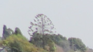 Mega centro de vacunación en California State University Los Angeles.