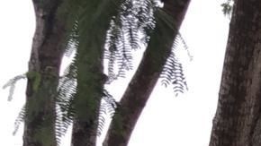 Rescatan a 49 migrantes indocumentados en Tamaulipas que se encontraban en un campamento instalado en un terreno.