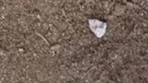 En Egipto encontraron momias con lenguas de oro.