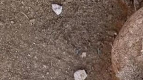 En Egipto encontraron momias con lenguas de oro.