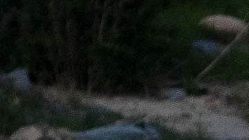 Patrulla Fronteriza de San Diego en la frontera