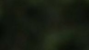 Apple, liderada por Tom Cook, adquiere una empresa cada tres o cuatro semanas.