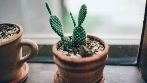 En el Feng Shui, los cactus son agresivos por sus espinas.