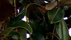 El pequeño Kobe Bryant perfeccionó su tiro en el histórico objeto subastado.