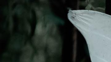 Las hadas tienen un significado muy especial en nuestros sueños.