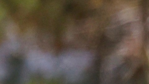 Tiger Woods volvió a acaparar as portadas en el mundo entero.
