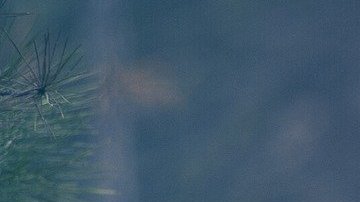 Conoce a los amigos más leales del Zodiaco.