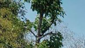 Migrante ilustración