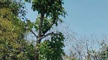 Migrante ilustración