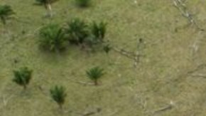La venta ilegal de tierras es un problema en toda la Amazonía.