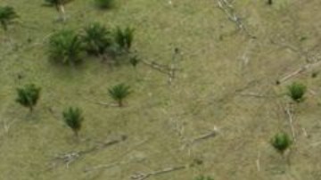 La venta ilegal de tierras es un problema en toda la Amazonía.