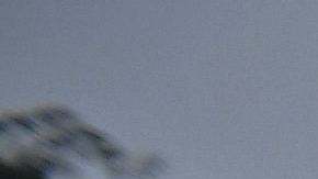 Un ejemplar de arapaima   puede crecer hasta 10 pies y pesar más de 400 libras.