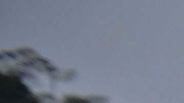 Un ejemplar de arapaima   puede crecer hasta 10 pies y pesar más de 400 libras.