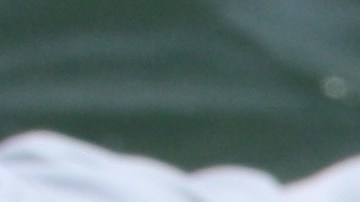 La mordida de una barracuda es tan peligrosa como la de un tiburón.