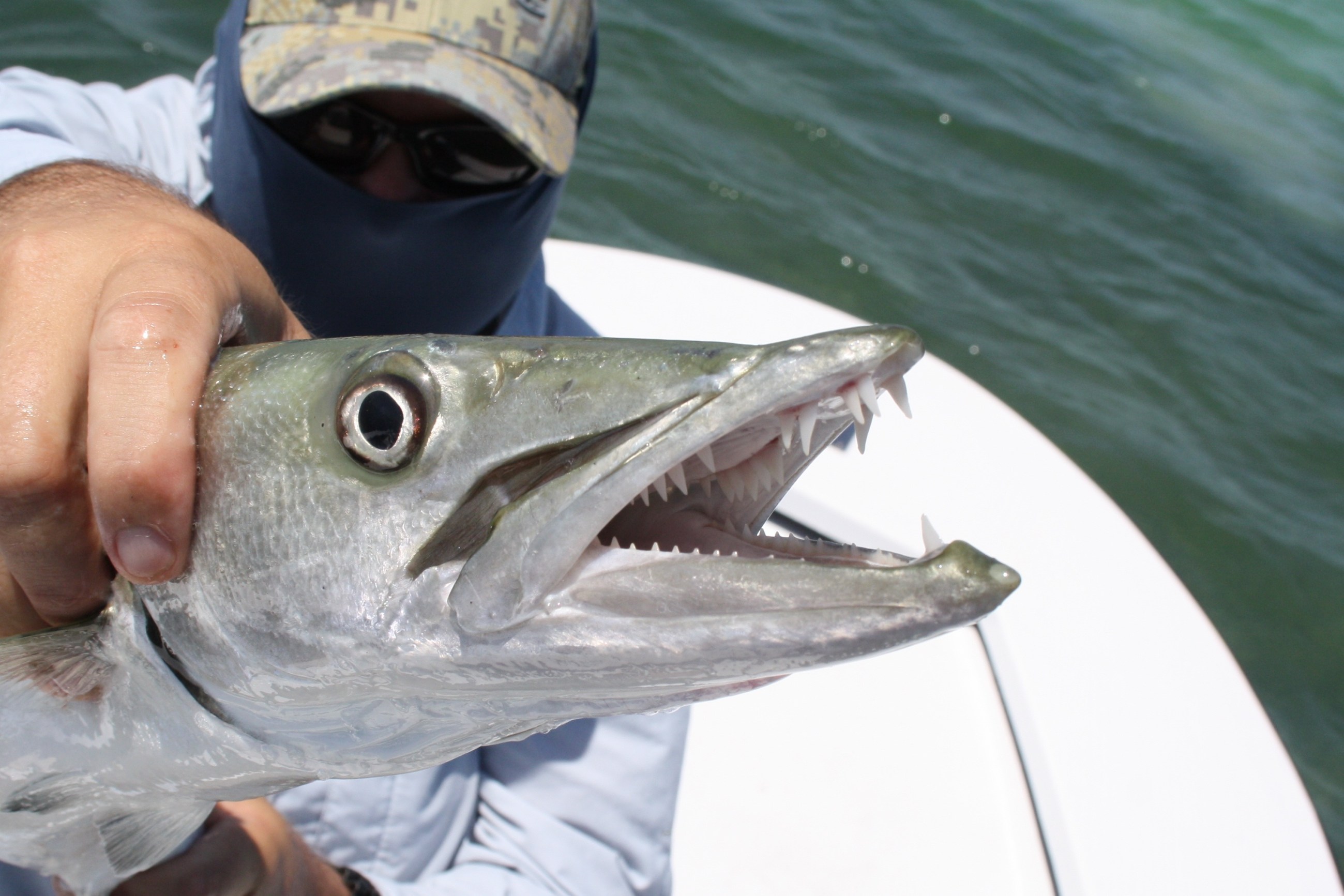 ataques de pez barracuda