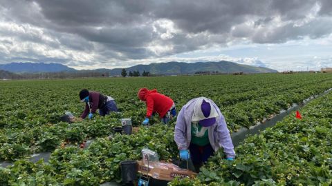 La falta de vacunas es motivo de preocupación de los campesinos.