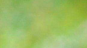 Turista  por delante de elefantes en un zoológico. Foto de archivo.