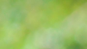 Turista  por delante de elefantes en un zoológico. Foto de archivo.