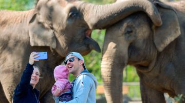Turista  por delante de elefantes en un zoológico. Foto de archivo.