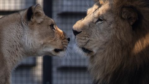 El video de los leones en la nieve ha causado sensación.