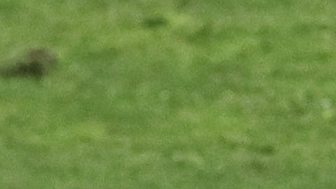 'Wanchope' Ábila