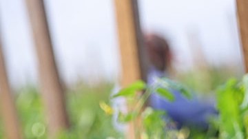 Manos de trabajador recolecta fruta