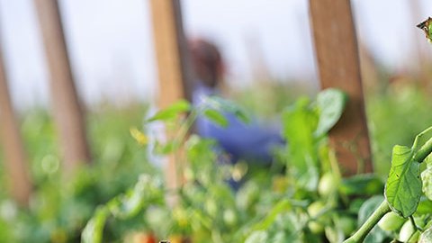 Manos de trabajador recolecta fruta