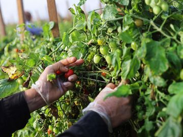 Manos de trabajador recolecta fruta