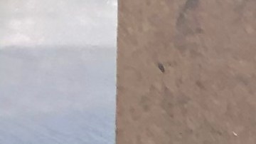 Pintura con la imagen de Martín Vargas. (Cortesía Margaret Hellerstein)