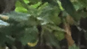 Oscar Madrigal, quien tiene dos hijos diagnosticados con autismo, ha luchado para poder vacunarse. / fotos: cortesía