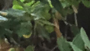 Oscar Madrigal, quien tiene dos hijos diagnosticados con autismo, ha luchado para poder vacunarse. / fotos: cortesía