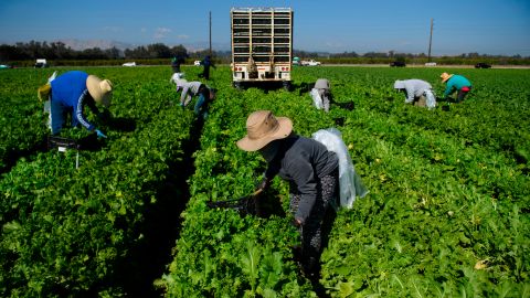 Trabajadores agrícolas en California