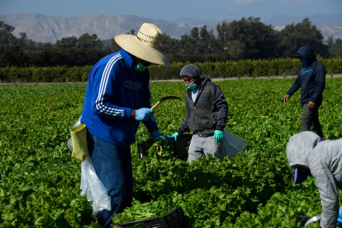 Trabajadores agrícolas en el condado de Ventura, California